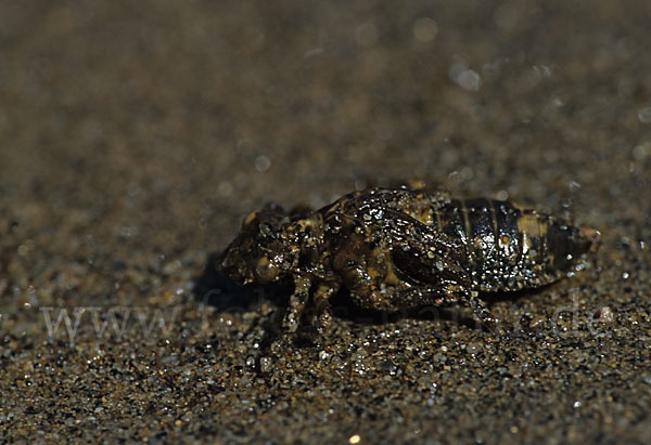 Kleine Zangenlibelle (Onychogomphus forcipatus)