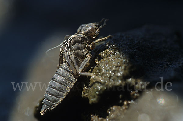 Kleine Zangenlibelle (Onychogomphus forcipatus)