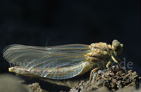 Kleine Zangenlibelle (Onychogomphus forcipatus)