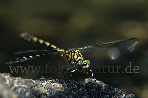 Kleine Zangenlibelle (Onychogomphus forcipatus)