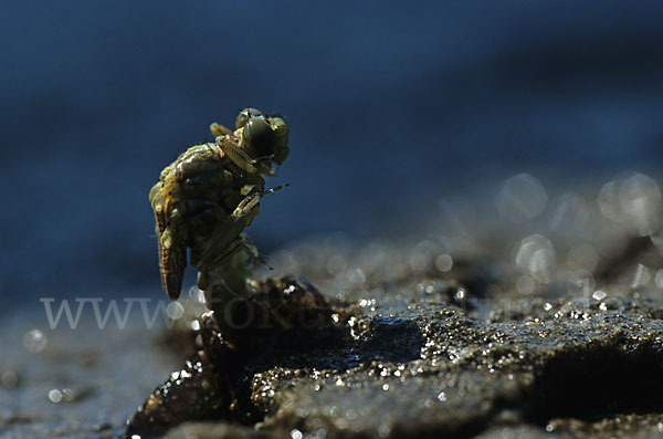 Kleine Zangenlibelle (Onychogomphus forcipatus)