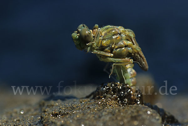 Kleine Zangenlibelle (Onychogomphus forcipatus)