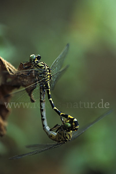 Kleine Zangenlibelle (Onychogomphus forcipatus)