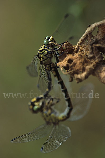 Kleine Zangenlibelle (Onychogomphus forcipatus)