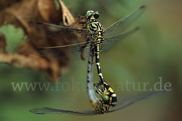 Kleine Zangenlibelle (Onychogomphus forcipatus)