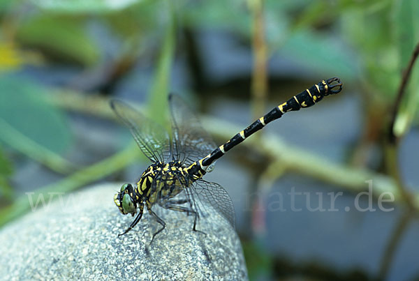 Kleine Zangenlibelle (Onychogomphus forcipatus)