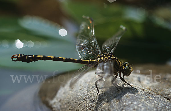 Kleine Zangenlibelle (Onychogomphus forcipatus)