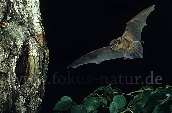 Kleiner Abendsegler (Nyctalus leisleri)