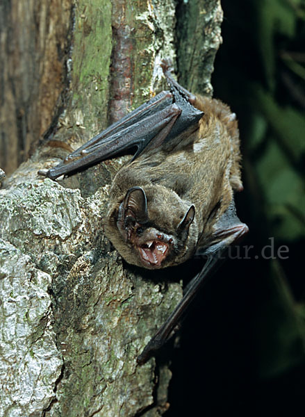 Kleiner Abendsegler (Nyctalus leisleri)