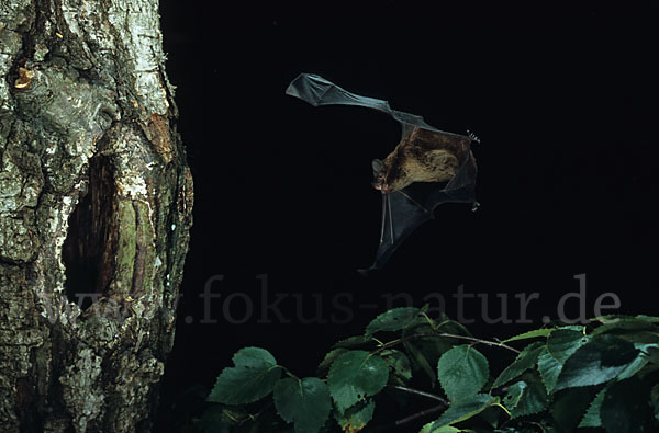 Kleiner Abendsegler (Nyctalus leisleri)