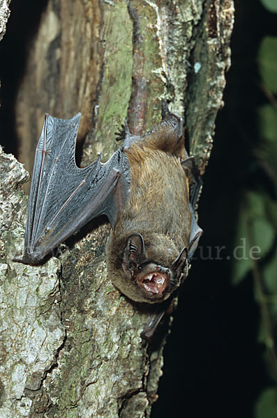 Kleiner Abendsegler (Nyctalus leisleri)