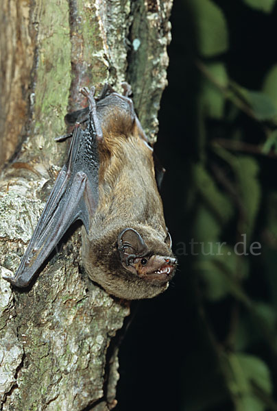 Kleiner Abendsegler (Nyctalus leisleri)