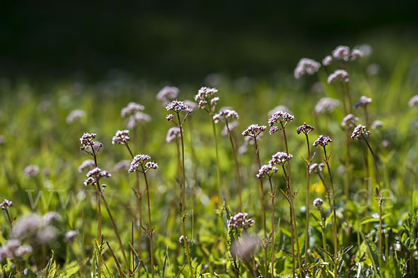 Kleiner Baldrian (Valeriana dioica)