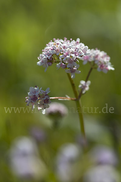 Kleiner Baldrian (Valeriana dioica)