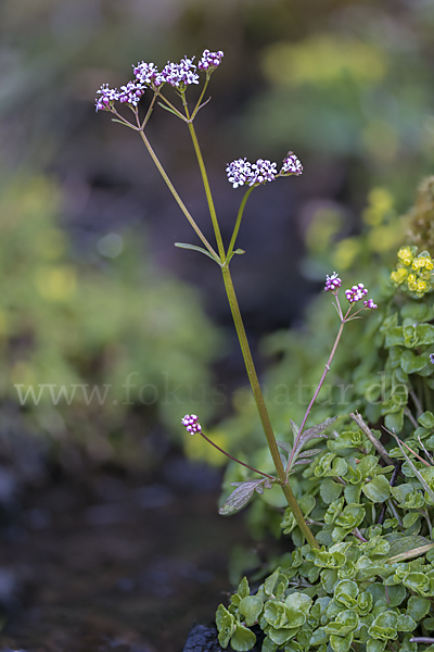 Kleiner Baldrian (Valeriana dioica)