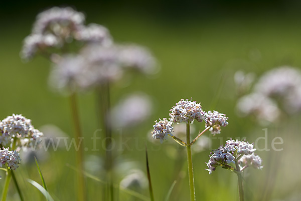 Kleiner Baldrian (Valeriana dioica)