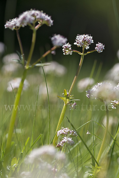 Kleiner Baldrian (Valeriana dioica)