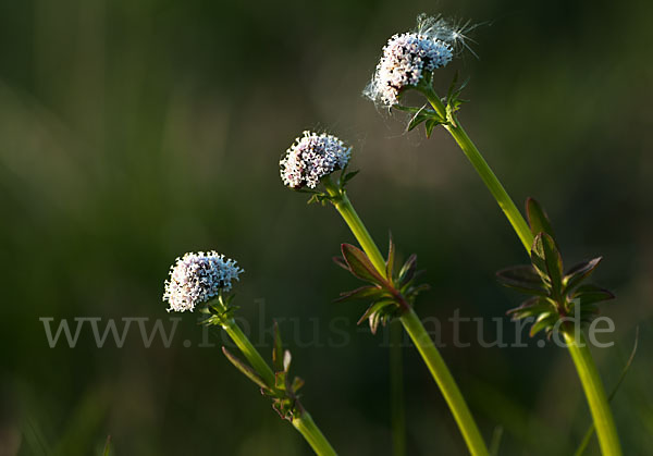 Kleiner Baldrian (Valeriana dioica)