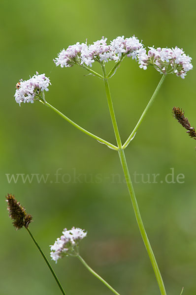 Kleiner Baldrian (Valeriana dioica)