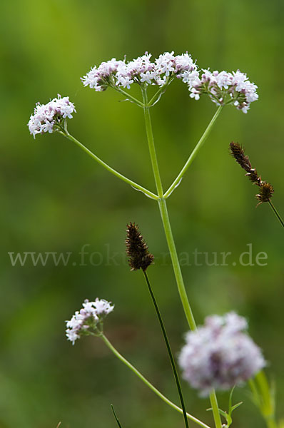 Kleiner Baldrian (Valeriana dioica)