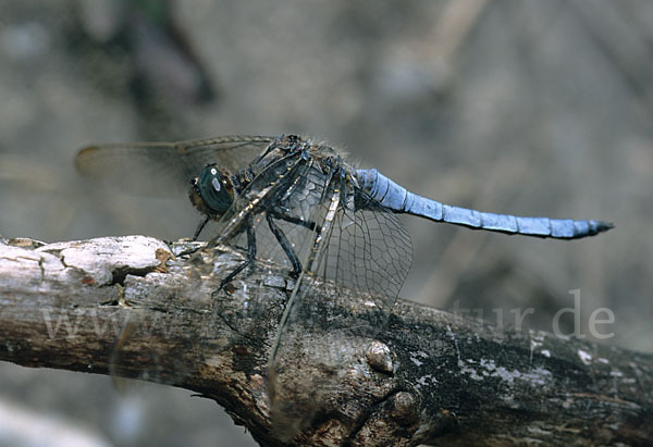 Kleiner Blaupfeil (Orthetrum coerulescens)