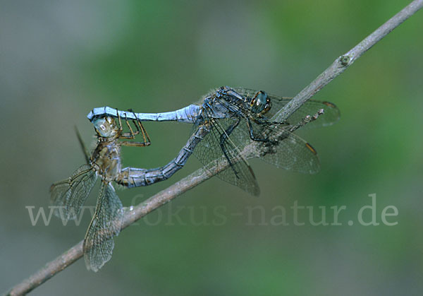 Kleiner Blaupfeil (Orthetrum coerulescens)