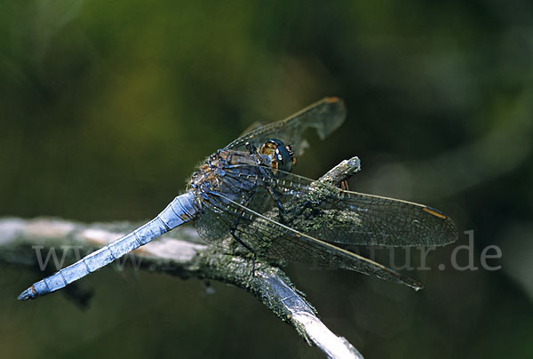 Kleiner Blaupfeil (Orthetrum coerulescens)