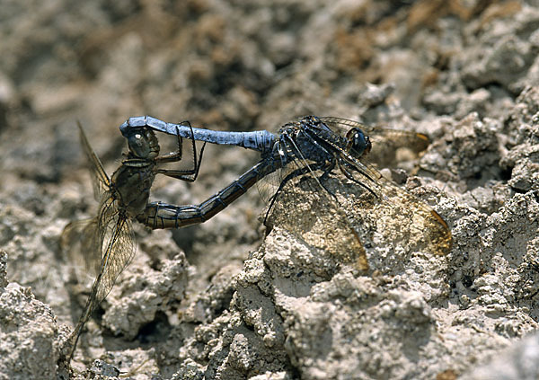 Kleiner Blaupfeil (Orthetrum coerulescens)