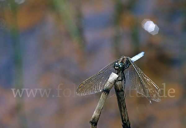 Kleiner Blaupfeil (Orthetrum coerulescens)