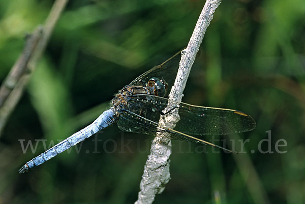 Kleiner Blaupfeil (Orthetrum coerulescens)