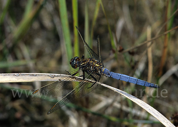 Kleiner Blaupfeil (Orthetrum coerulescens)