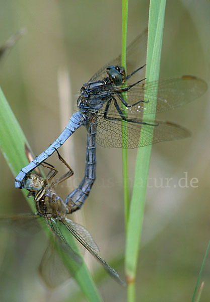 Kleiner Blaupfeil (Orthetrum coerulescens)