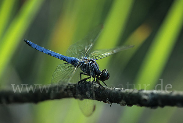 Kleiner Blaupfeil (Orthetrum coerulescens)