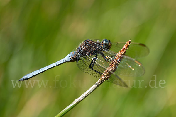 Kleiner Blaupfeil (Orthetrum coerulescens)