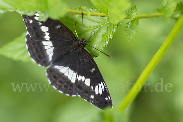 Kleiner Eisvogel (Limenitis camilla)