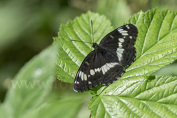 Kleiner Eisvogel (Limenitis camilla)