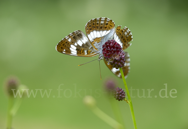 Kleiner Eisvogel (Limenitis camilla)