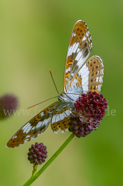 Kleiner Eisvogel (Limenitis camilla)