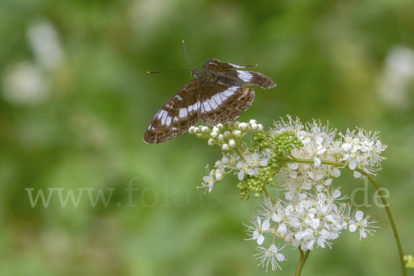 Kleiner Eisvogel (Limenitis camilla)