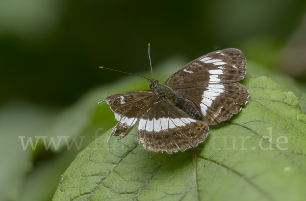 Kleiner Eisvogel (Limenitis camilla)