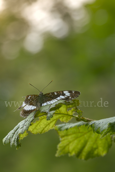 Kleiner Eisvogel (Limenitis camilla)