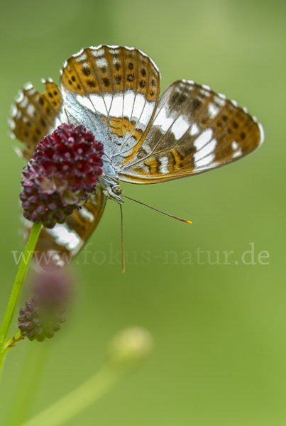 Kleiner Eisvogel (Limenitis camilla)