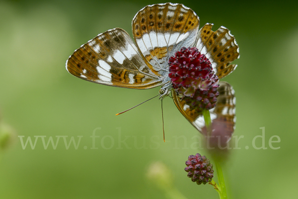 Kleiner Eisvogel (Limenitis camilla)