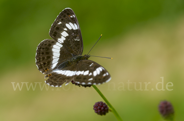 Kleiner Eisvogel (Limenitis camilla)