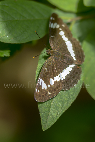 Kleiner Eisvogel (Limenitis camilla)