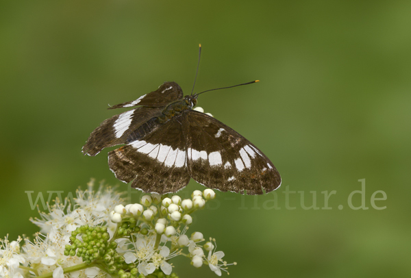 Kleiner Eisvogel (Limenitis camilla)