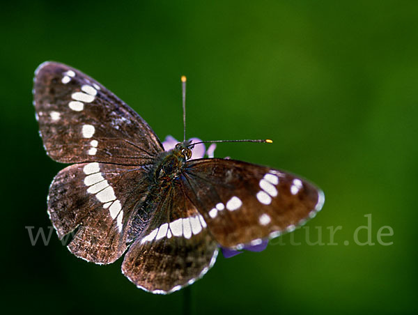 Kleiner Eisvogel (Limenitis camilla)