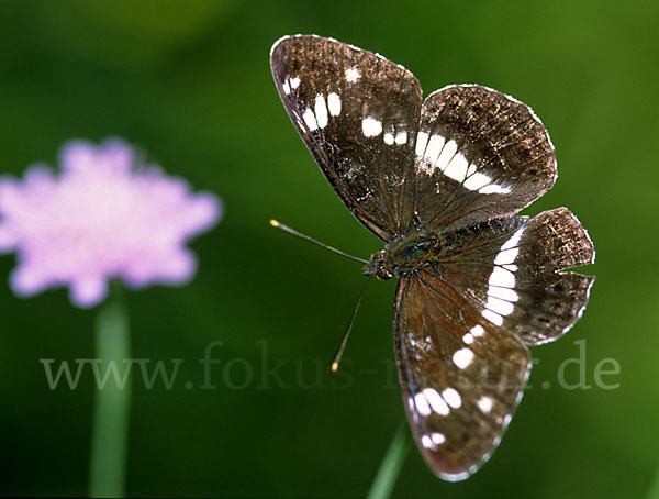 Kleiner Eisvogel (Limenitis camilla)