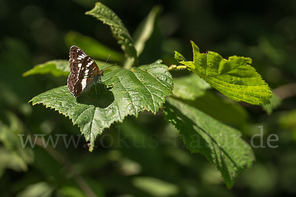 Kleiner Eisvogel (Limenitis camilla)