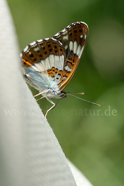 Kleiner Eisvogel (Limenitis camilla)